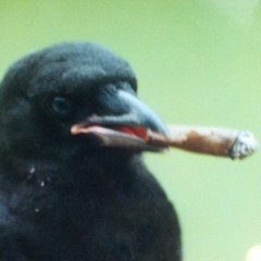 Burt The Crow