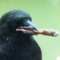 Burt The Crow