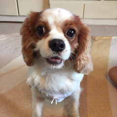 ふくはらひろみ