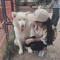 Thanh Nhi