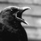 Birdhead