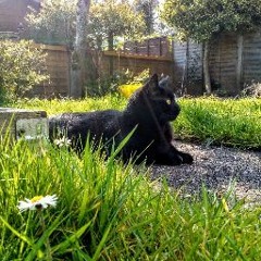 izzy