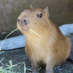 Stream broke capybara music | Listen to songs, albums, playlists ...