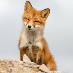 Yến Trịnh Thị Hải