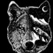 NIghT WoLF