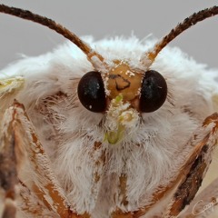 Jesus Moth