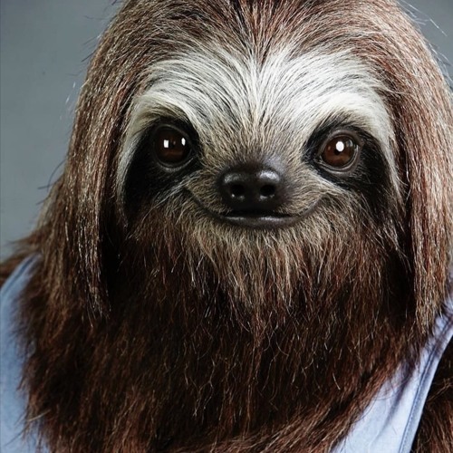 The Sassy Sloth’s avatar