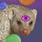 Lavender Mongoose
