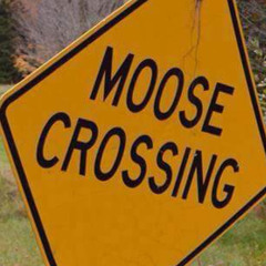 Mess The Moose