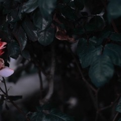 rusora