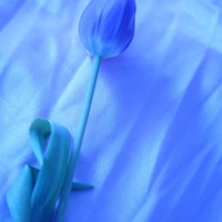 バナナフィッシュの浜辺と黒い虹 With Aimer By 花
