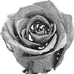 Dida Rose