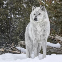 shadow_Wolf_18