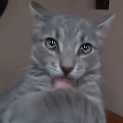 meowRin