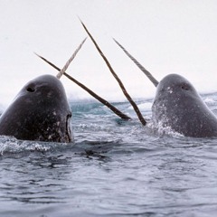 Michael Barrett Donovan