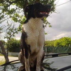 Gaspar Carlos