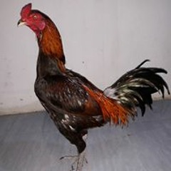 KandangMacan