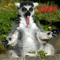 Lemur