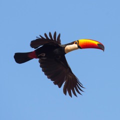 Tucano