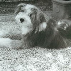 malte