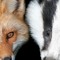 Fox& Badge