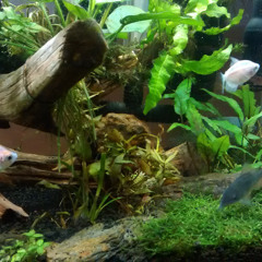 Bobby's Aquaria