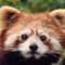 Golden Red panda
