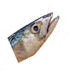 SELEDKA - Game Channel