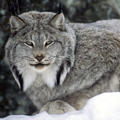 Lynx Gamer