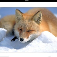 Fox dit