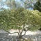 Twig Podcasts