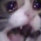 sadcryingcat hours