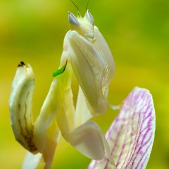 orchid mantis