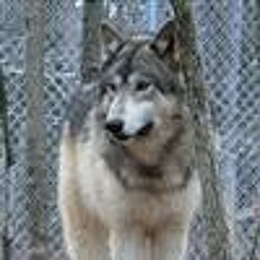 Silver Wolf