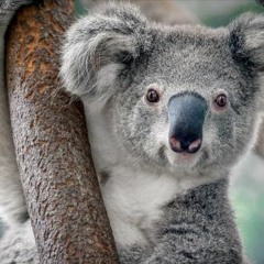 5Koalawesley