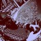 Draco Ohout