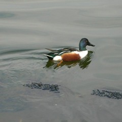 Itabashi Duck