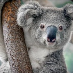 6Koalawesley
