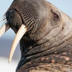 Walrus