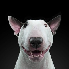 Sporting deals bull terrier