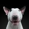 Sports bull terrier
