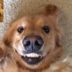 LeMaitreChien