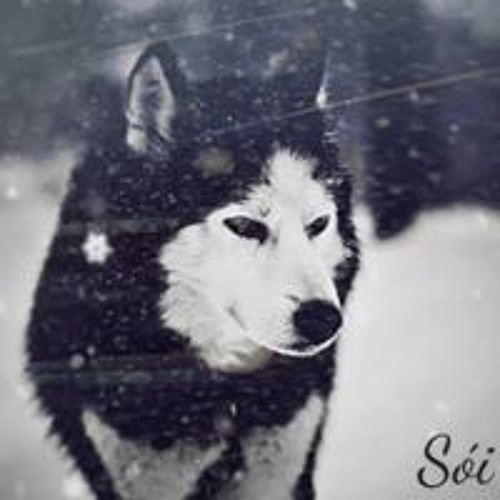 sói đen’s avatar