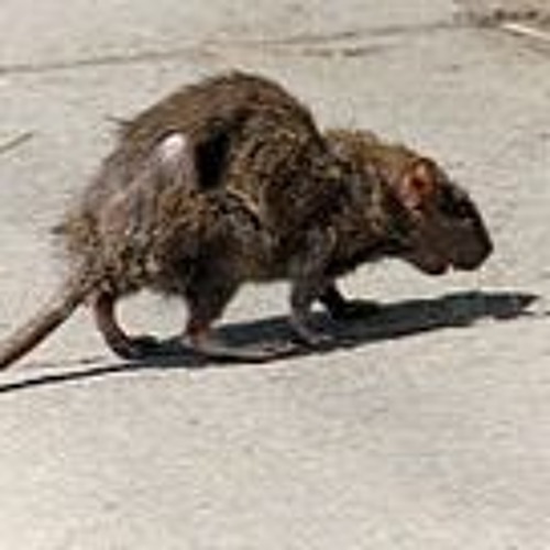 rat’s avatar