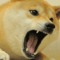 TheManNamedDoge