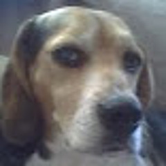 Lr Pooch