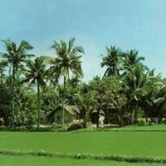 hisham