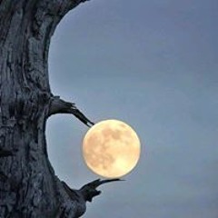 عادل
