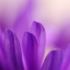 Killebrew Deslauriers