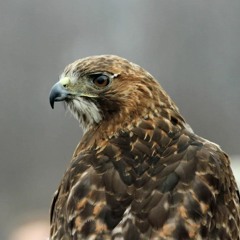 HawksFly